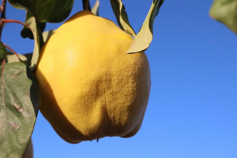 Fruit Tree Care